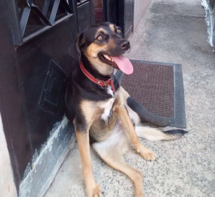 Cachorro ra a SRD idade 2 anos nome TULY