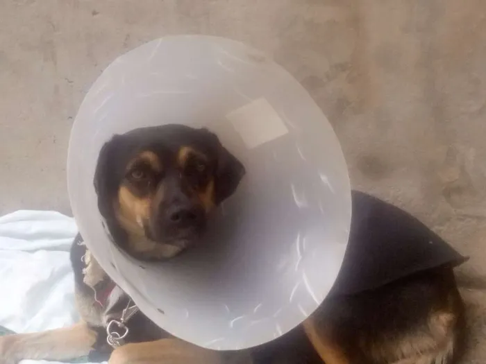 Cachorro ra a SRD idade 2 anos nome TULY