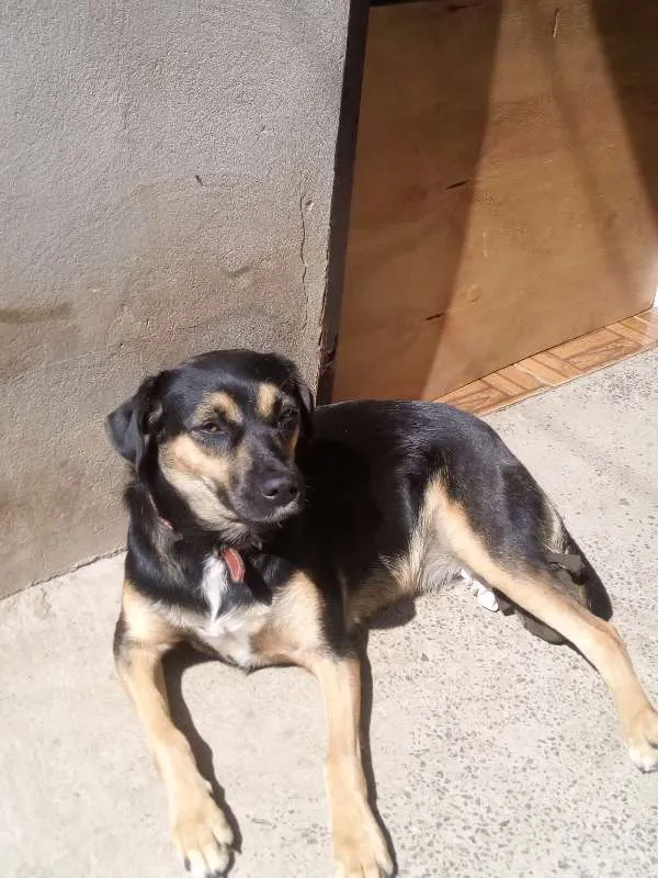 Cachorro ra a SRD idade 2 anos nome TULY