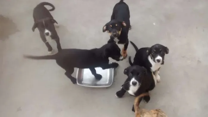 Cachorro ra a Sem raça definida idade 2 a 6 meses nome Filhotes
