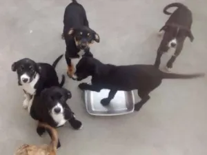 Cachorro raça Sem raça definida idade 2 a 6 meses nome Filhotes
