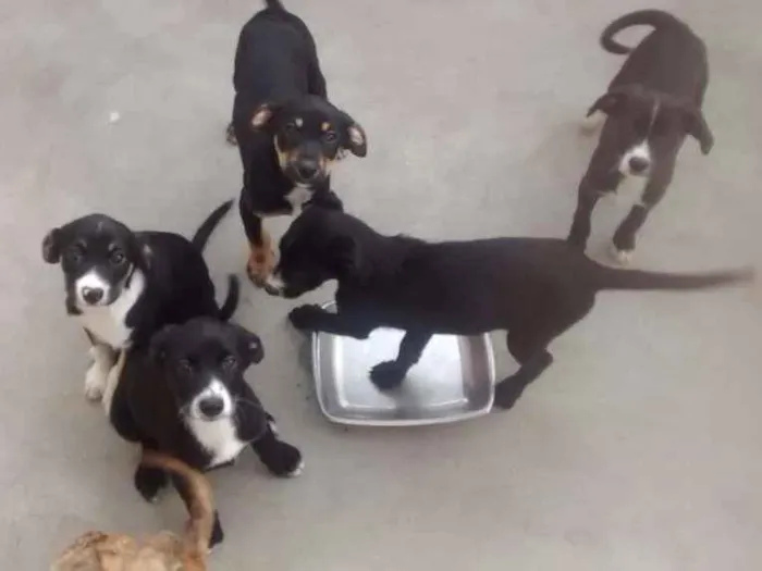 Cachorro ra a Sem raça definida idade 2 a 6 meses nome Filhotes