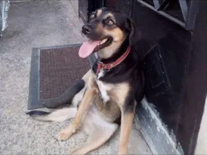 Cachorro raça SRD idade 2 anos nome TULY