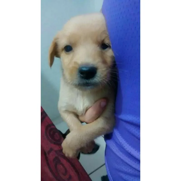Cachorro raça viralata idade 2 a 6 meses nome toto e mel