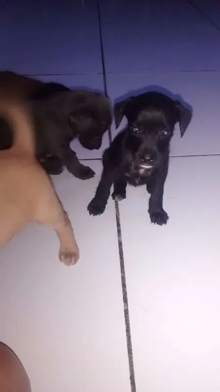 Cachorro raça viralata idade 2 a 6 meses nome toto e mel