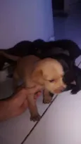 toto e mel