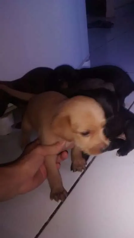Cachorro raça viralata idade 2 a 6 meses nome toto e mel