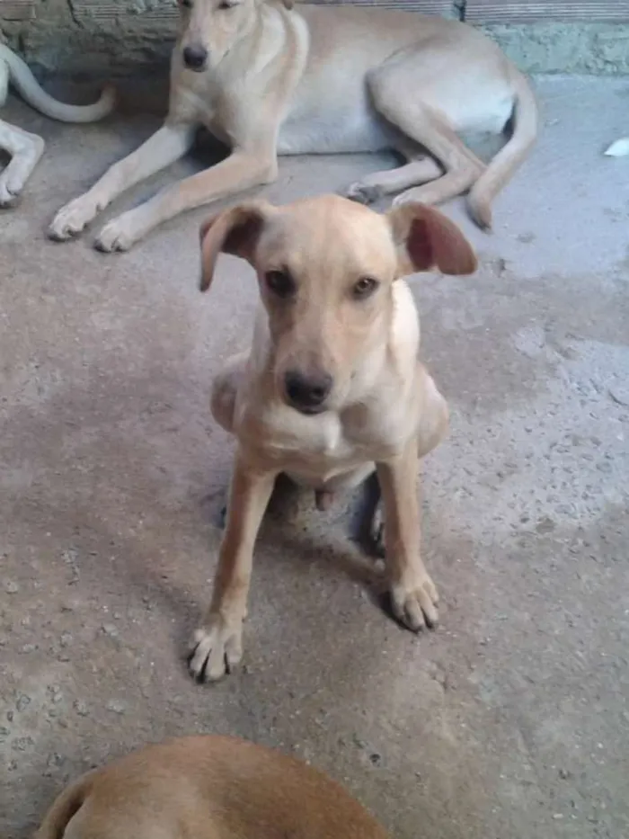 Cachorro ra a Vira-lata idade 2 a 6 meses nome Pingo