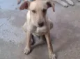 Pingo