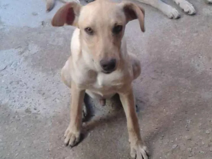 Cachorro ra a Vira-lata idade 2 a 6 meses nome Pingo