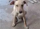 Cachorro raça Vira-lata idade 2 a 6 meses nome Pingo