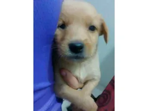 Cachorro raça viralata idade 2 a 6 meses nome toto e mel
