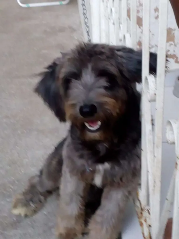 Cachorro raça Srd idade 7 a 11 meses nome Toro