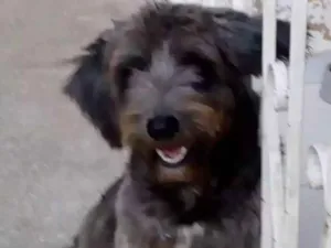 Cachorro raça Srd idade 7 a 11 meses nome Toro