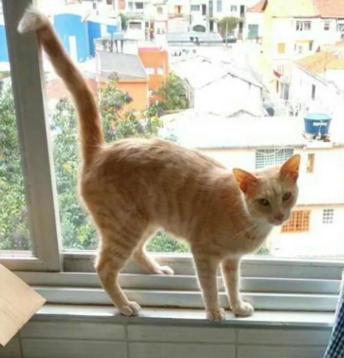 Gato ra a SRD idade 7 a 11 meses nome Claire