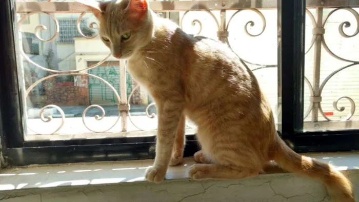 Gato ra a SRD idade 7 a 11 meses nome Claire