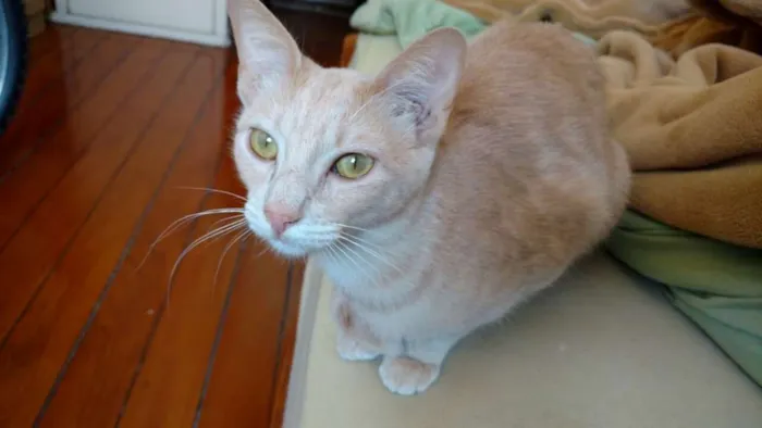 Gato ra a SRD idade 7 a 11 meses nome Claire