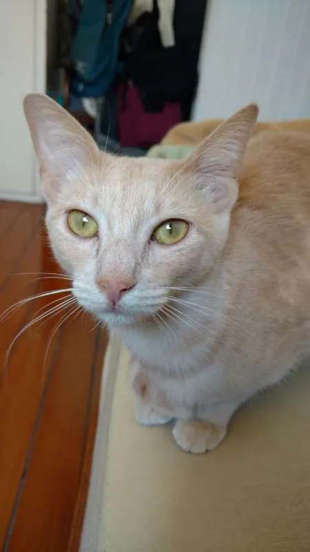 Gato ra a SRD idade 7 a 11 meses nome Claire
