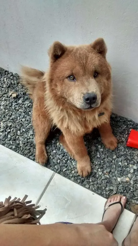 Cachorro ra a Chowchow idade 1 ano nome Ted