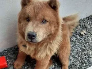 Cachorro raça Chowchow idade 1 ano nome Ted