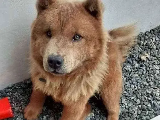 Cachorro ra a Chowchow idade 1 ano nome Ted