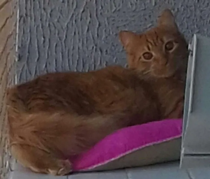 Gato ra a  idade 2 a 6 meses nome Glock
