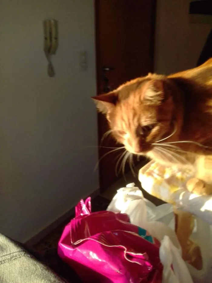 Gato ra a  idade 2 a 6 meses nome Glock