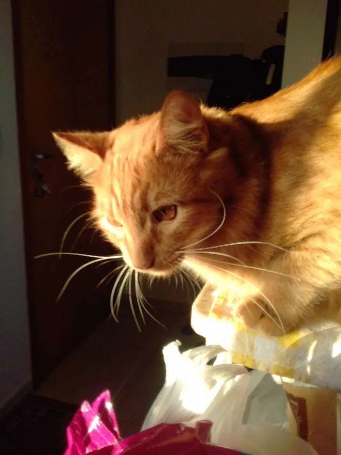 Gato ra a  idade 2 a 6 meses nome Glock