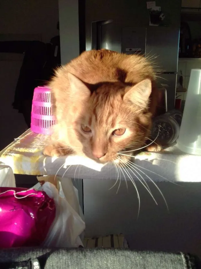Gato ra a  idade 2 a 6 meses nome Glock