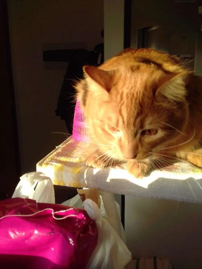 Gato ra a  idade 2 a 6 meses nome Glock