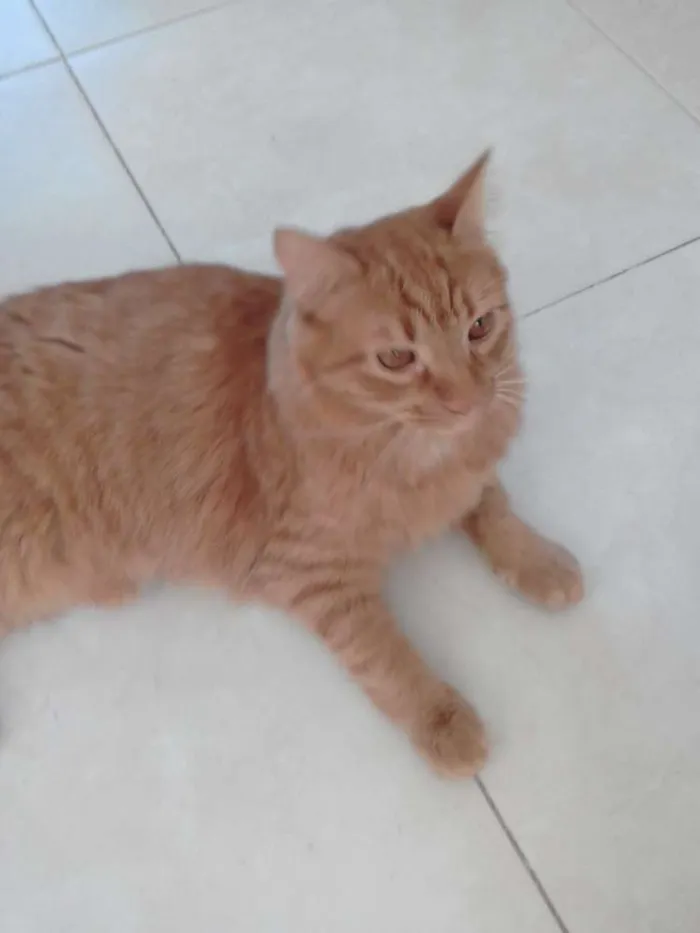Gato ra a  idade 2 a 6 meses nome Glock