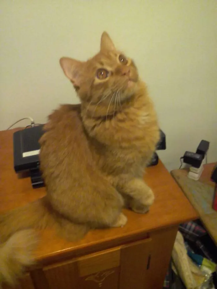 Gato ra a  idade 2 a 6 meses nome Glock