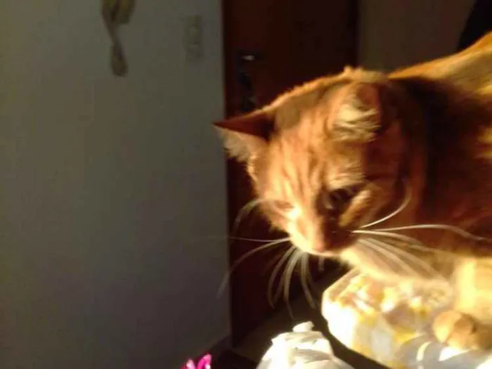 Gato ra a  idade 2 a 6 meses nome Glock