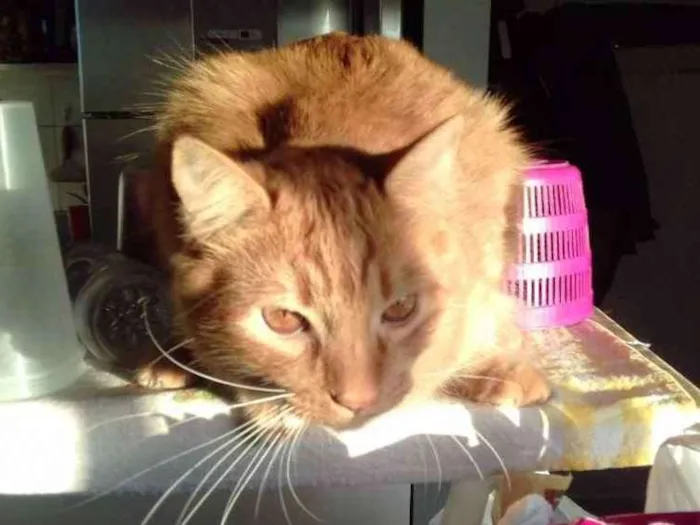 Gato ra a  idade 2 a 6 meses nome Glock