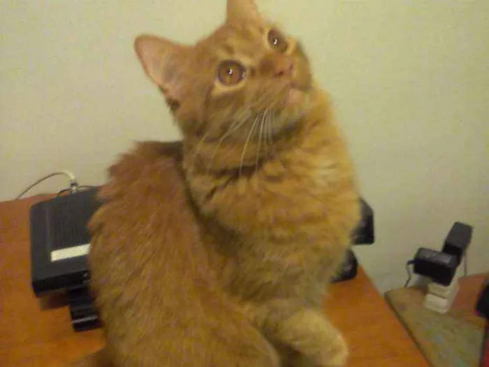 Gato ra a  idade 2 a 6 meses nome Glock