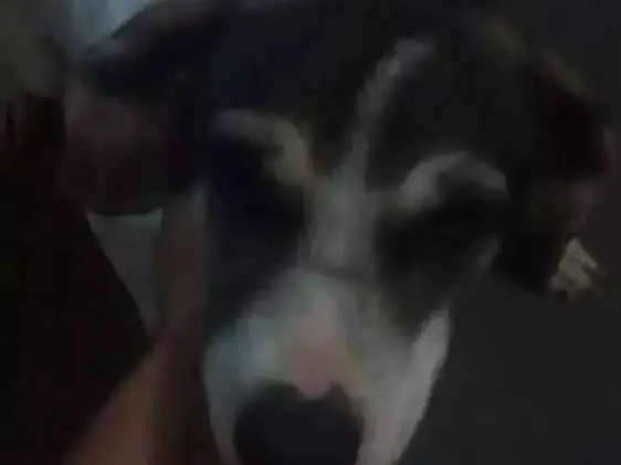 Cachorro raça Vira lata idade 1 ano nome Lily