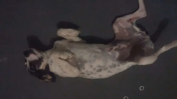 Cachorro raça Vira lata idade 1 ano nome Lily