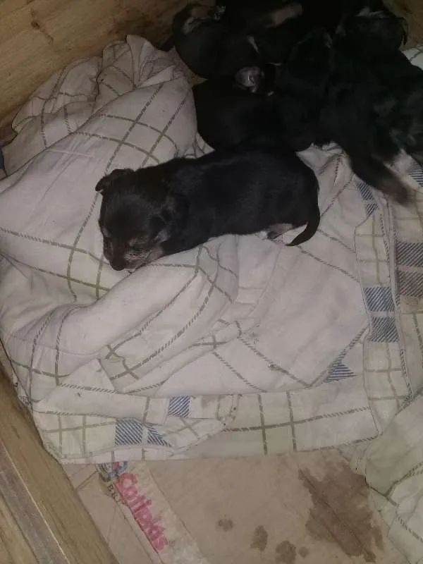 Cachorro raça Mistura idade Abaixo de 2 meses nome sem nome