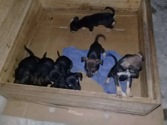 Cachorro raça Mistura idade Abaixo de 2 meses nome sem nome