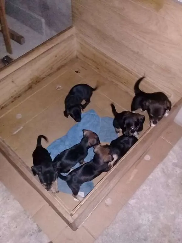 Cachorro raça Mistura idade Abaixo de 2 meses nome sem nome