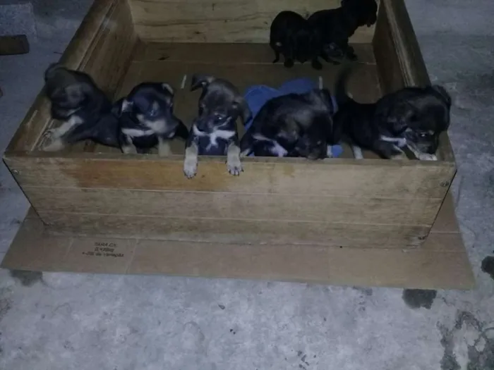 Cachorro raça Mistura idade Abaixo de 2 meses nome sem nome