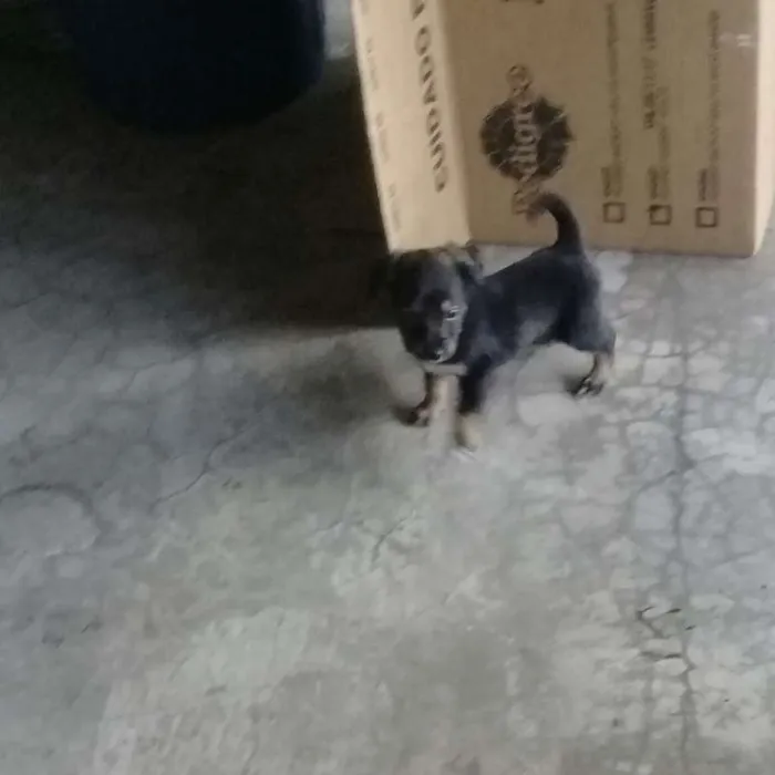 Cachorro raça Mistura idade Abaixo de 2 meses nome sem nome