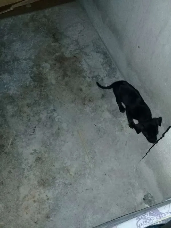 Cachorro raça Mistura idade Abaixo de 2 meses nome sem nome