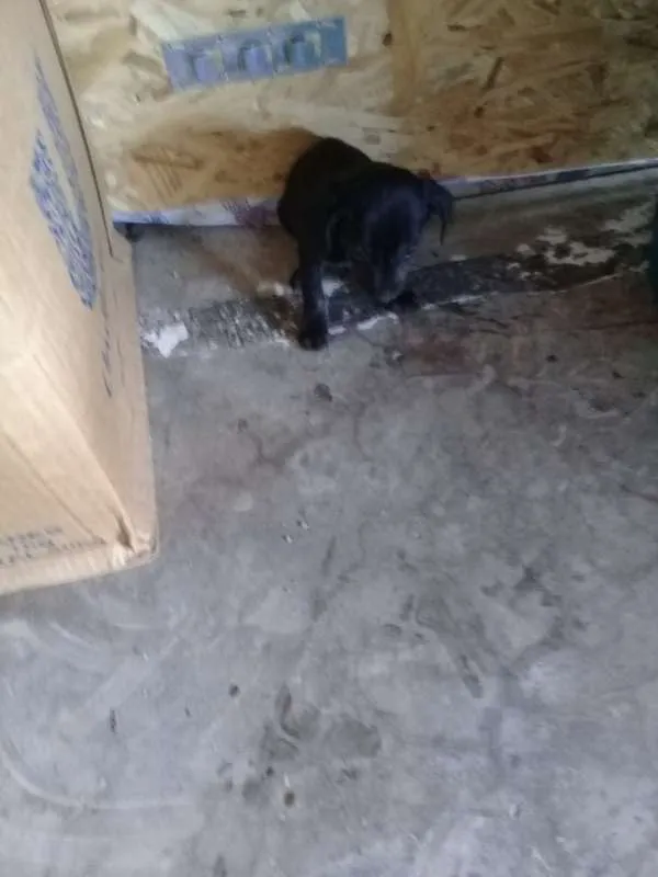 Cachorro raça Mistura idade Abaixo de 2 meses nome sem nome