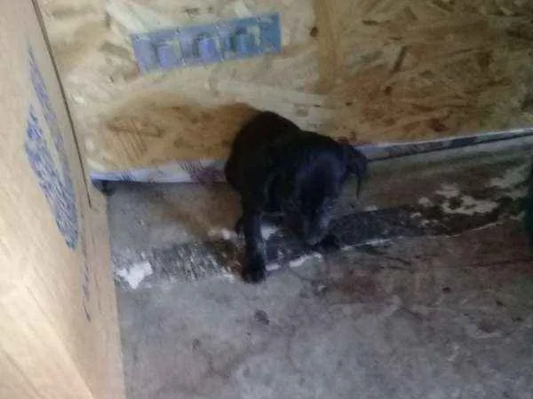 Cachorro raça Mistura idade Abaixo de 2 meses nome sem nome