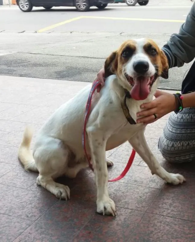 Cachorro ra a vira-lata idade 3 anos nome Nino
