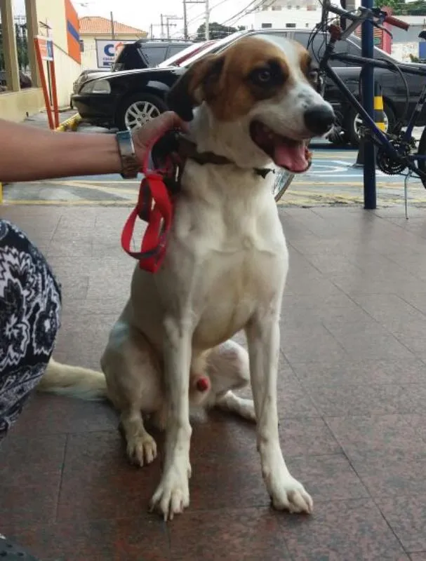 Cachorro ra a vira-lata idade 3 anos nome Nino