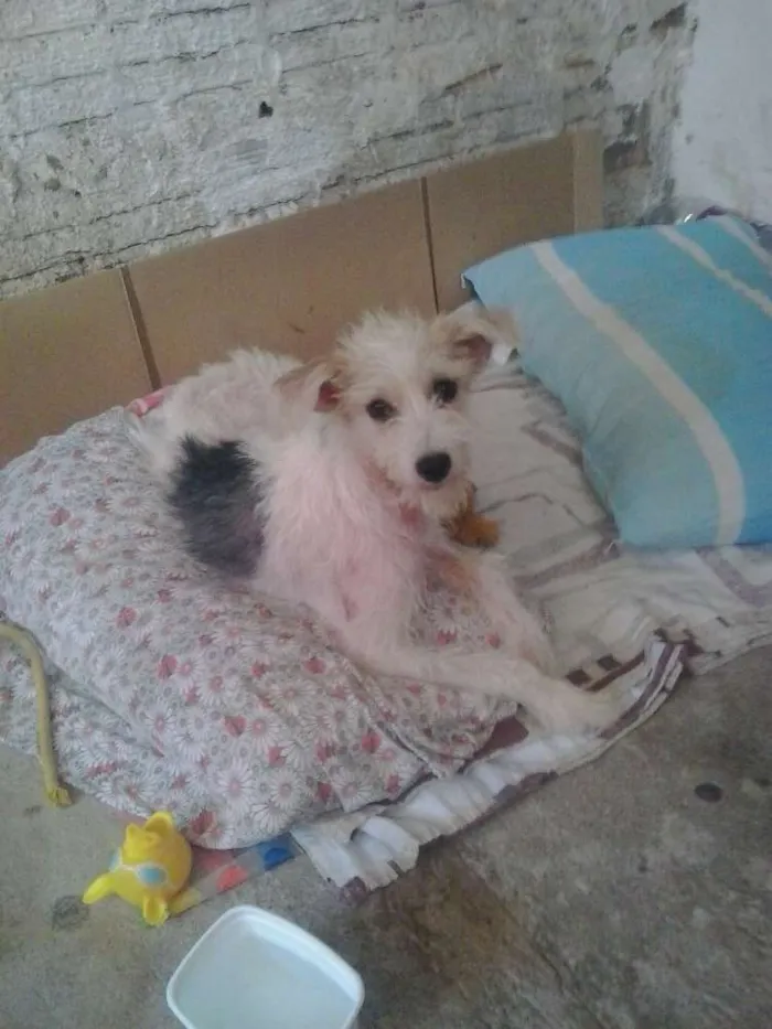 Cachorro ra a Srd idade 7 a 11 meses nome Dorinha