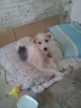 Dorinha