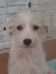 Dorinha